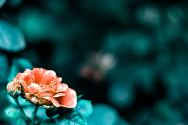 Natureza Tonificado Primavera Desfocado Fundo Com Espaço Cópia Vazia Flor — Fotografia de Stock