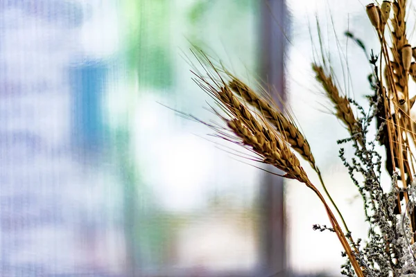Природа Розмитого Фону Порожнім Копіювальним Простором Сухою Травою Квітами Пшеничними — стокове фото