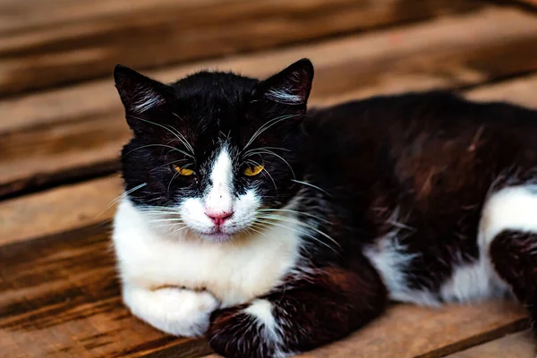 Preto Com Gato Rua Branco Deitado Chão Madeira — Fotografia de Stock