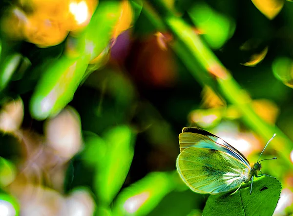 Green Butterfly Masking Leaf Green Bush Spring Natural Background — Stockfoto