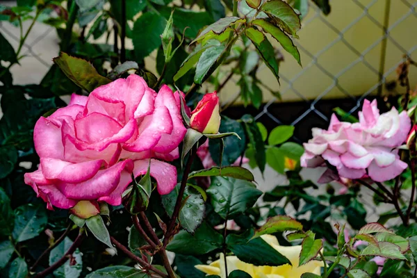 Naturalne Tło Zdjęcie Kwitnącego Krzewu Róży Różowymi Kwiatami — Zdjęcie stockowe