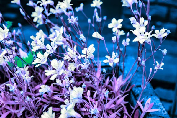 Foto Arte Pequenas Flores Brancas Coloridas Tons Azuis — Fotografia de Stock