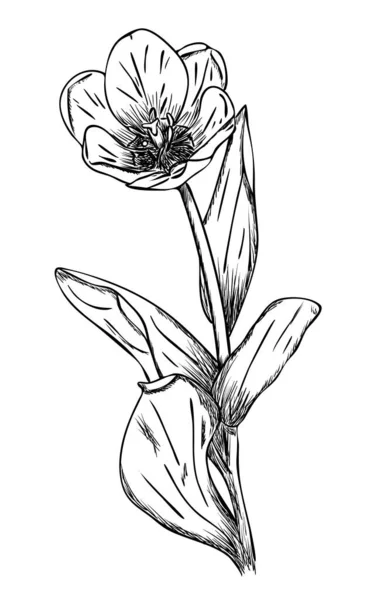 Ilustração Vetorial Flor Tulipa Isolada Cores Preto Branco Desenho Original —  Vetores de Stock