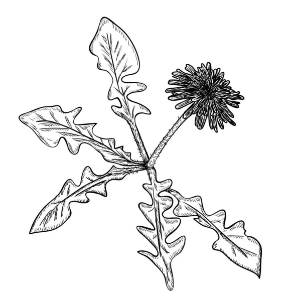 ベクトル図 黒と白の色で隔離されたタンポポの花 元のアウトライン手描き — ストックベクタ