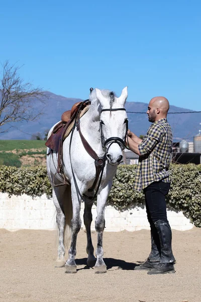 Hübscher Glatzkopf Führt Sein Weißes Pferd — Stockfoto