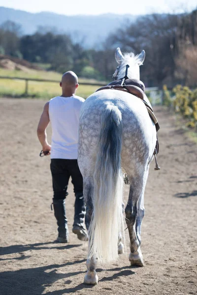 Rückansicht Eines Glatzköpfigen Cowboymannes Der Mit Seinem Weißen Pferd Geht — Stockfoto
