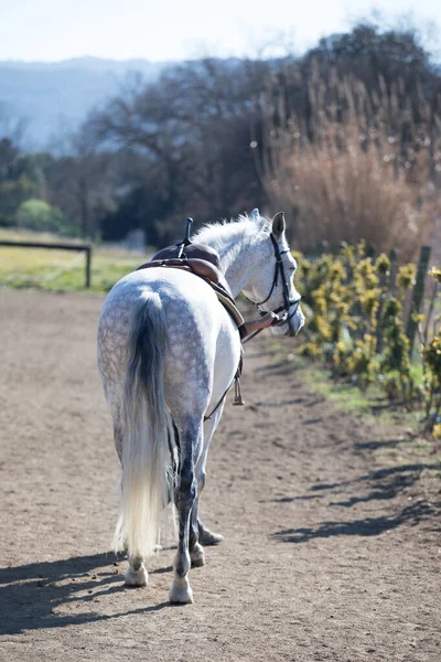 Rückansicht Eines Männlichen Andalusiers Auch Als Reines Spanisches Pferd Bekannt — Stockfoto