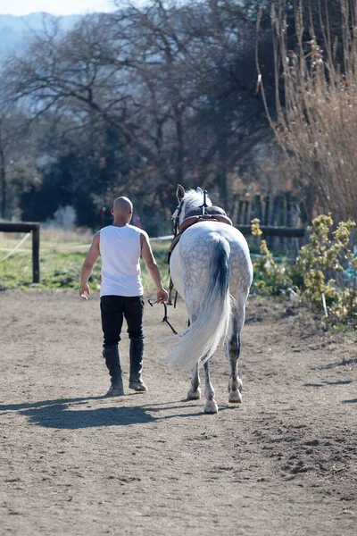 Rückansicht Eines Glatzköpfigen Cowboy Mannes Der Mit Seinem Weißen Pferd — Stockfoto