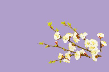 Mor gül rengi arka planda çiçek açan elma dalı. Erken bahar, Paskalya konsepti. Kapat..