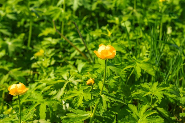 Fiore Globo Giallo Fiori Primaverili Sfondo Naturale Prato Verde Sfocato — Foto Stock