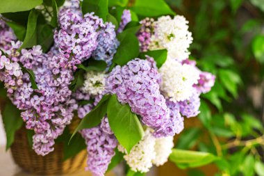 Hasır sepetin içindeki leylak çiçek dalları beyaz duvar arkaplanının yanındaki ahşap masada.