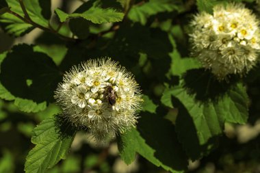Bal arısı oturuyor, nektar topluyor ve dikenli beyaz dikenli çiçekleri birbirine yaklaştırıyor..