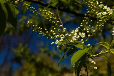 Dallarda kuş kirazlı beyaz çiçekler yeşil yapraklar ilkbahar güneşli bir günde koyu mavi gökyüzü arka planına karşı
