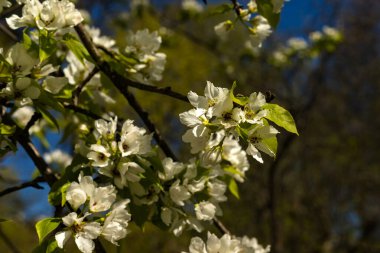 Çiçekli elma dalı, pembe ve beyaz çiçeklerle, doğal mavi gökyüzünde bulanık arkaplan