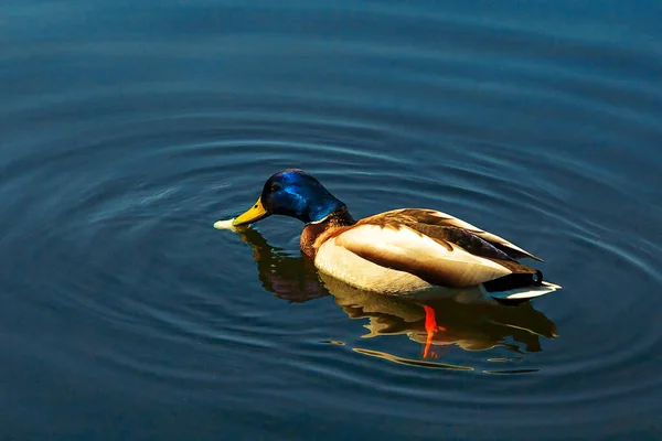 天然水を背景に湖や池でパンを食べる野生のマルラードアヒルの男性クローズアップ. — ストック写真