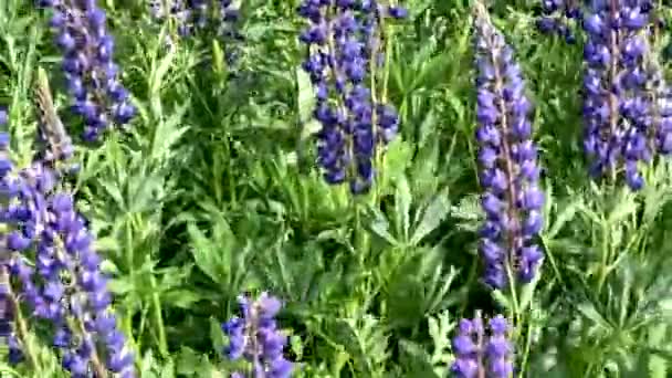 Lupine Prado Azul Flores Ensolarado Verão Dia Balançando Brisa Full — Vídeo de Stock