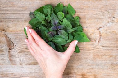 Taze fesleğen yaprağı tutan dişi el ahşap masa arkasında yığılıyor. Ekoloji konsepti. Üst Manzara. Düz yatıyordu. Kapatın. Seçici yumuşak odaklanma. Yüzeyin derinliği. Metin kopyalama alanı.