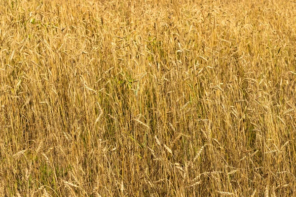 Golden wheat field full frame background. Selective soft focus. Text copy space. — Stock Photo, Image