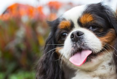 Cavalier King Charles Spaniel köpek kafası yakın çekim