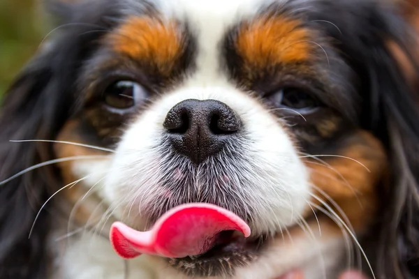 Lustiger Kopf eines Hundes mit pinkfarbener Zunge, Kavalierkönig Karl Spaniel — Stockfoto