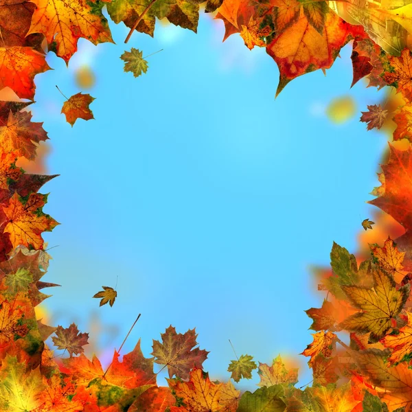 Red brown and yellow maple leaves, autumnal frame, golden autumn