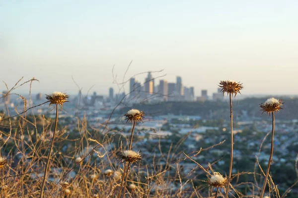 Los Angeles Aşağısında Kurumuş Çiçek Başları Fırçaların Ötesinde — Stok fotoğraf