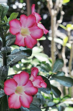 Pembe bignonia çiçekleri ya da Adenium çiçeği, Adenium multiflorum, ağaçta çöl gülü. Bahçedeki güzel pembe çiçek. Arkaplan için taze pembe çiçek
