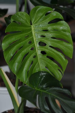 Tropik Monstera yaprakları, yeşil yaprakların dokusu terastaki saksının içindeki canavar yaprağı, binadaki bahçe, iç dekorasyon bitkisi yetiştiren genç canavar yaprağı.