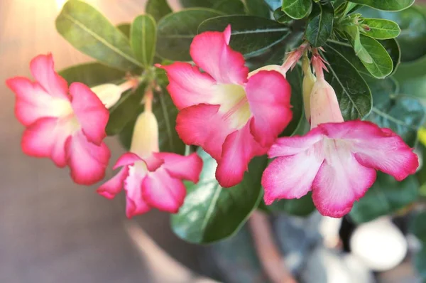 Ροζ Bignonia Λουλούδια Adenium Λουλούδι Adenium Multiflorum Desert Rose Στο — Φωτογραφία Αρχείου