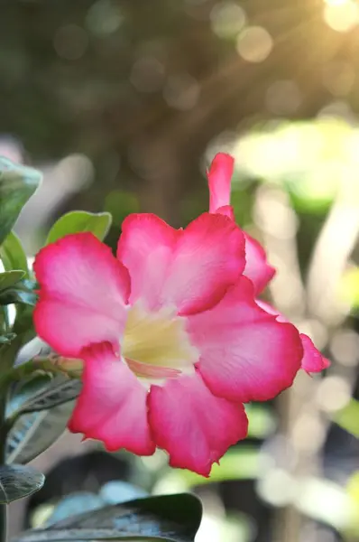 Ροζ Bignonia Λουλούδια Adenium Λουλούδι Adenium Multiflorum Desert Rose Στο — Φωτογραφία Αρχείου