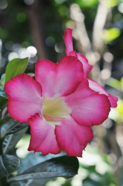 Ροζ Bignonia Λουλούδια Adenium Λουλούδι Adenium Multiflorum Desert Rose Στο — Φωτογραφία Αρχείου