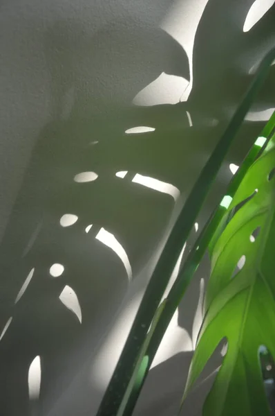 Shadow Tropical Monstera Leaves Texture Green Leaves Monstera Leaf Flowerpot — стоковое фото