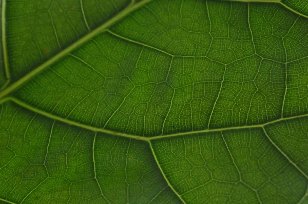 Detalhe Textura Retroiluminada Padrão Uma Planta Folha Figueira Veias Formam — Fotografia de Stock