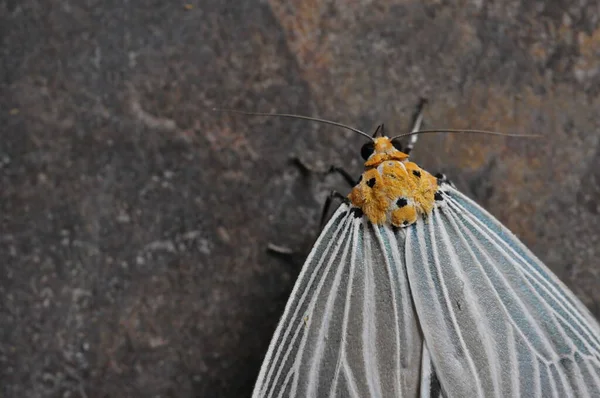 Macro Shot White Yellow Moth Night Butterfly — Stock Photo, Image