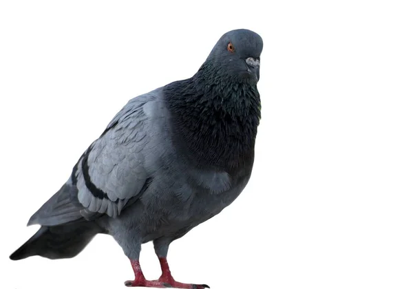 Taube Auf Dem Boden Taubenstehend Taube Oder Taube Auf Weißem — Stockfoto
