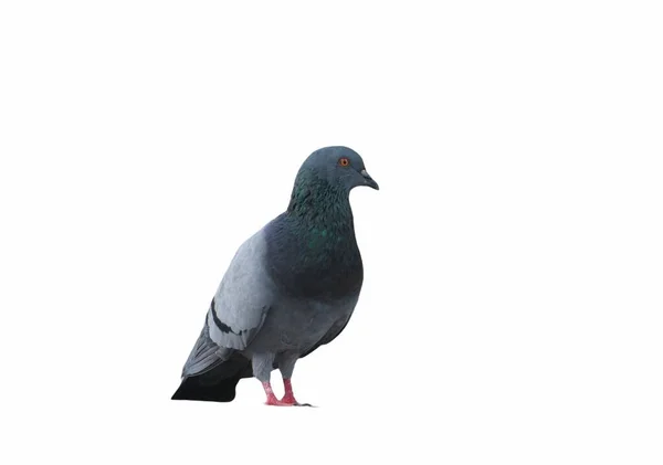 Taube Auf Dem Boden Taubenstehend Taube Oder Taube Auf Weißem — Stockfoto
