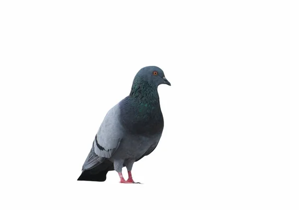 Pigeon Sol Pigeon Debout Colombe Pigeon Sur Fond Blanc Isolé — Photo