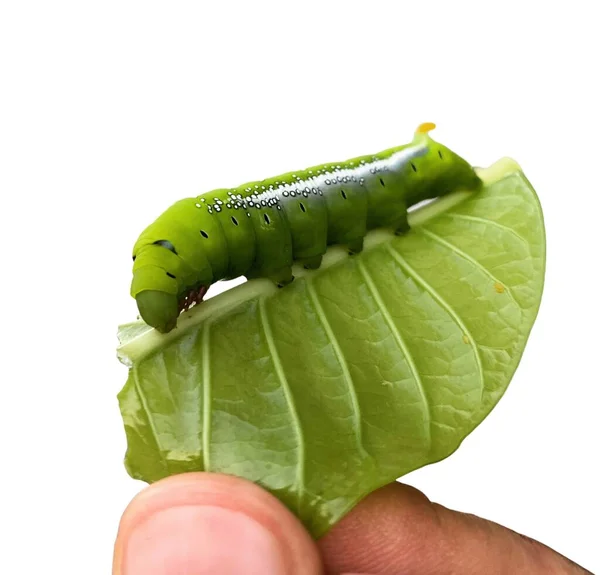 Fingers Green Worm Caterpillars Green Leaf Isolated White Background — Stock Photo, Image