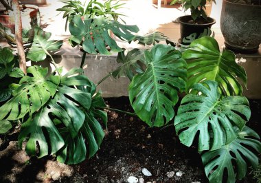 Tropik Monstera yaprakları, yeşil yaprakların dokusu terastaki saksının içindeki canavar yaprağı, binadaki bahçe, iç dekorasyon bitkisi yetiştiren genç canavar yaprağı.