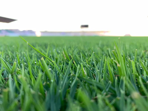 Grüner Rasen Fußballplatz Hintergrund Sport Sommer Hintergrund — Stockfoto