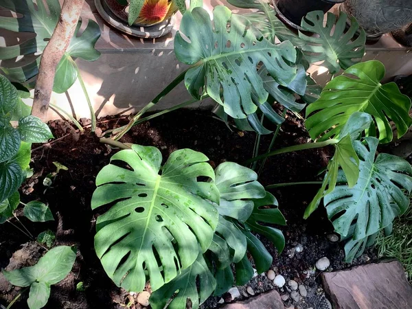 Tropical Monstera Hojas Textura Hojas Verdes Monstera Hoja Maceta Terraza — Foto de Stock