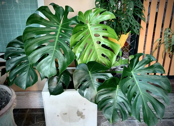 Tropik Monstera yaprakları, yeşil yaprakların dokusu terastaki saksının içindeki canavar yaprağı, binadaki bahçe, iç dekorasyon bitkisi yetiştiren genç canavar yaprağı.