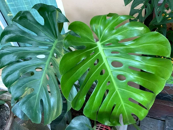 Tropical Monstera Hojas Textura Hojas Verdes Monstera Hoja Maceta Terraza — Foto de Stock