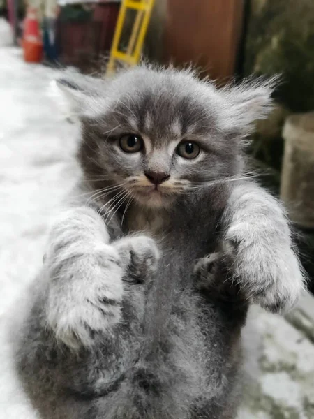 Poor Little Kitty Lives Alone Streets — Stock Photo, Image