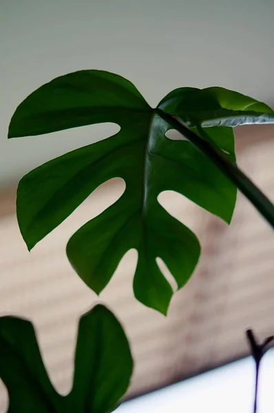 Planta Casera Conocida Como Rhaphidophora Tetrasperma Monstera Mini Monstera Ginny — Foto de Stock