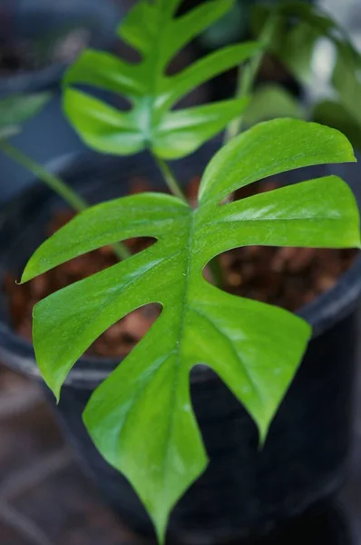 Woonplant Bekend Als Rhaphidophora Tetrasperma Monstera Mini Monstera Ginny Populaire — Stockfoto