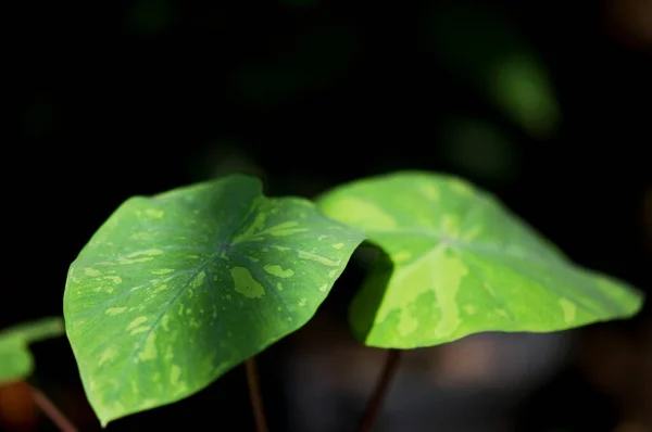 遮挡在各种叶子上的阴影 Alocasia Odora 选择性重点 — 图库照片