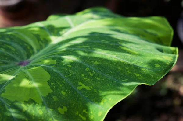 Primer Plano Sombra Sobre Una Hoja Abigarrada Alocasia Odora Enfoque — Foto de Stock