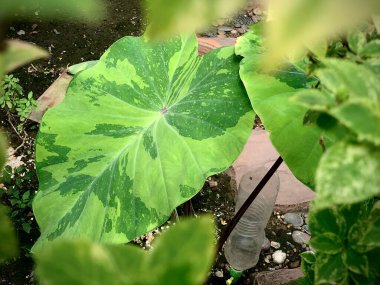 Değişik bir yaprağın gölgesinde. Alocasia odora, Seçici odak.
