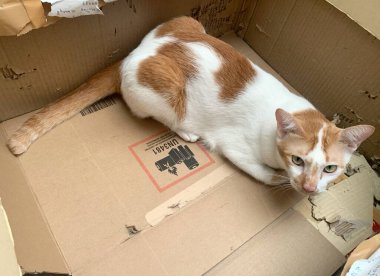 Kedi dinleniyor. Güneşli bir günde sokakta dinlenen kedi, kameraya bakan ciddi bir kedi, mesaj ve reklam için yer, Tayland 'da Siyam kedisi.